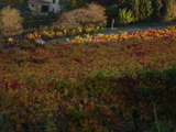 Vignes_automne